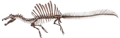 Spinosaurus
