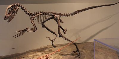 Deinonychus