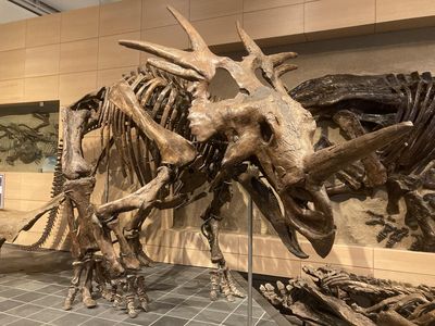 Styracosaurus