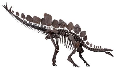 Stegosaurus