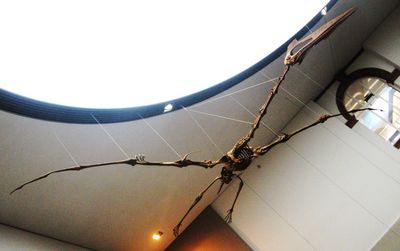 Quetzalcoatlus