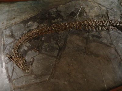 Plesiosaurus