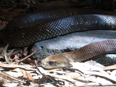 Küstentaipan