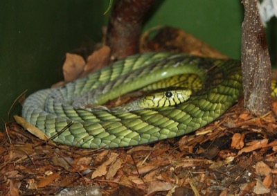 Grüne Mamba