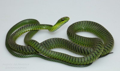 Boomslang