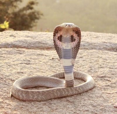 Indische Kobra