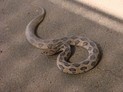 Kettenviper