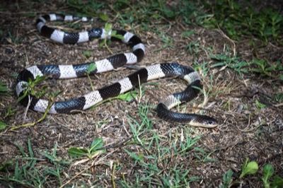Blauer Krait
