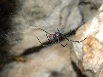 Schwarze Witwe