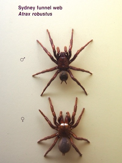 Trichternetzspinne