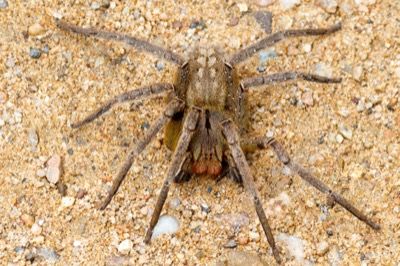 Phoneutria