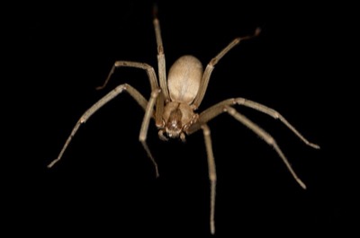 Braune Einsiedlerspinne
