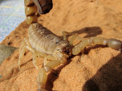 Androctonus