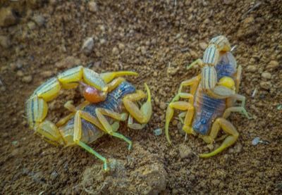 Ind. Roter Skorpion