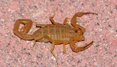 Centruroides