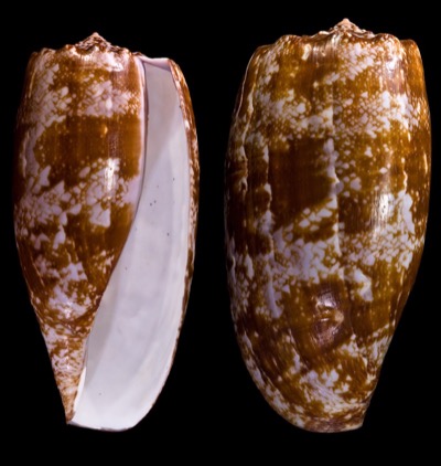 Kegelschnecke