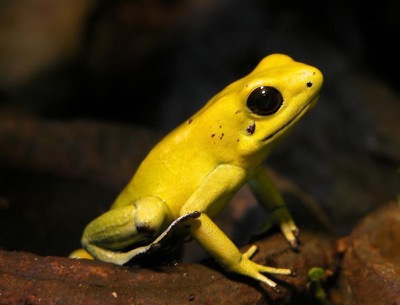 Schreckl. Pfeilgiftfrosch
