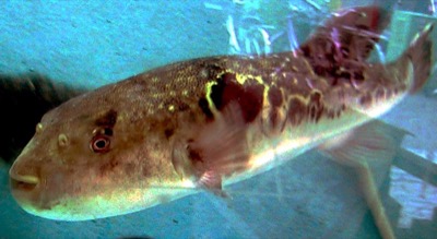 Kugelfisch