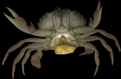 Sackulina