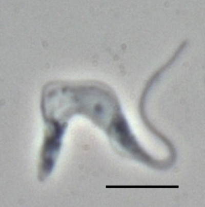 Trypanosoma