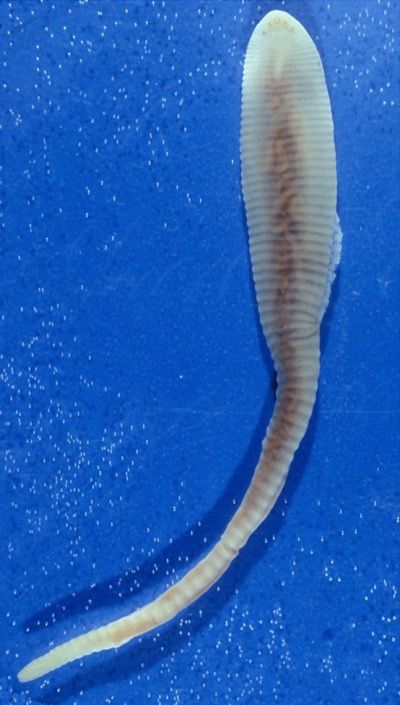 Zungenwurm
