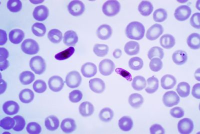 Malariaerreger