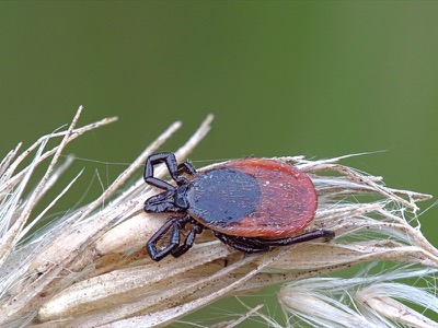 Gemeiner Holzbock