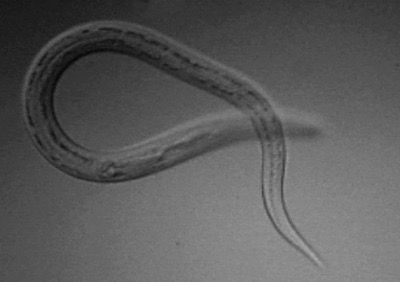Hakenwurm