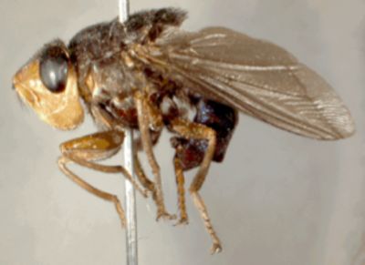 Dasselfliege
