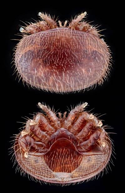 Varroa-Milbe